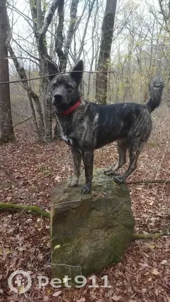 Пропала собака, ул. Садовая, Новомихайловский - photo