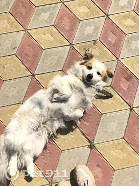 Пропала собака, ул. Герцена, 40, Темрюк - photo