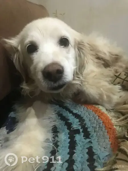 Собака пропала у д. Пупышино, ул. Водников, 1 - photo