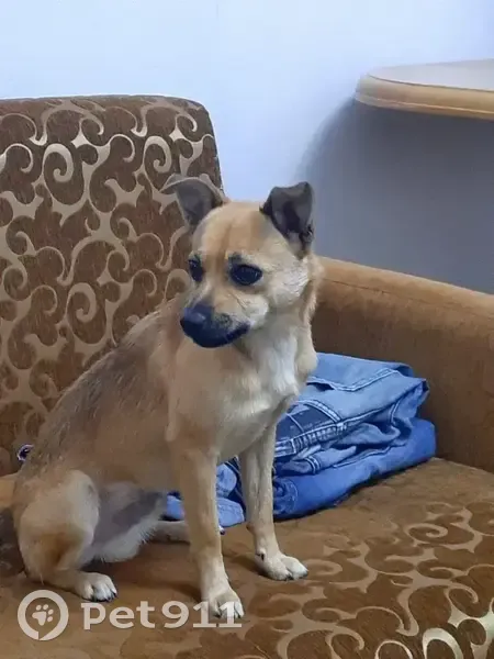 Пропала собака, ул. Мусоргского 17, Краснодар - photo