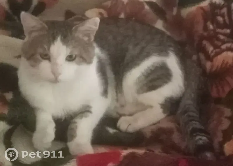 Пропал кот, Заречный, Кубанская, Оренбург - photo