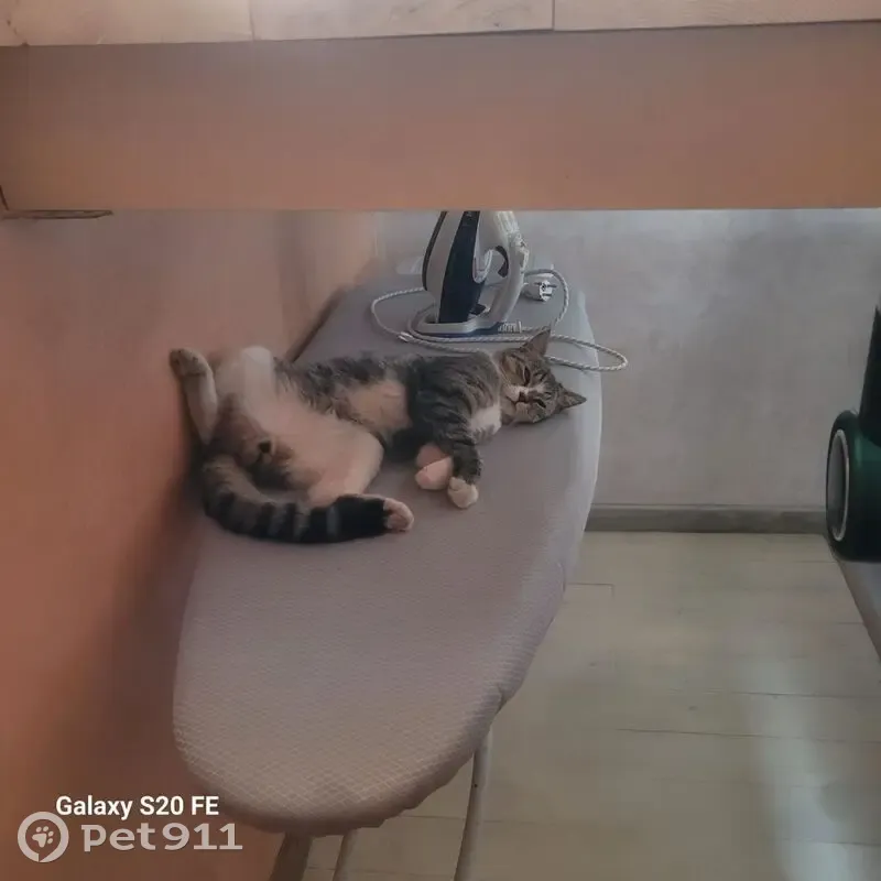 Пропал кот, ул. Гоголя 272, Армавир - photo