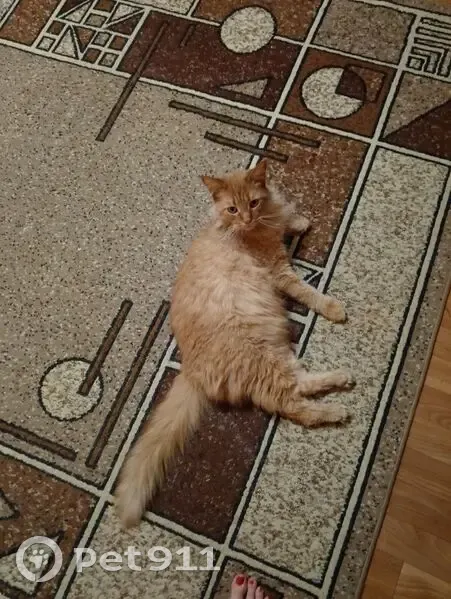 Пропала кошка, ул. Никитина 64, Новосиб. - photo