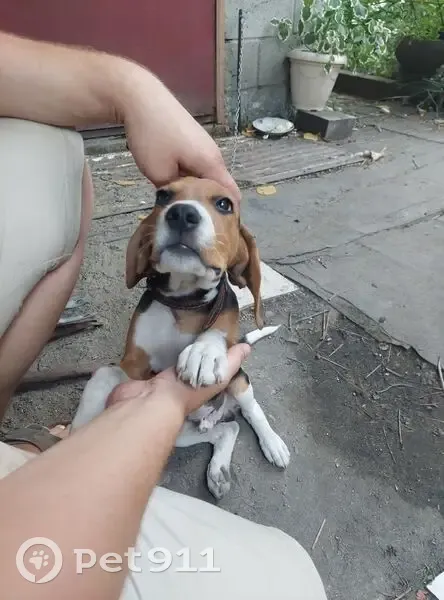 Пропала гончая, Новая Каменка, Пенз. обл. - photo