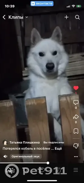 Пропала собака в п. Жарова, Пермский край - photo