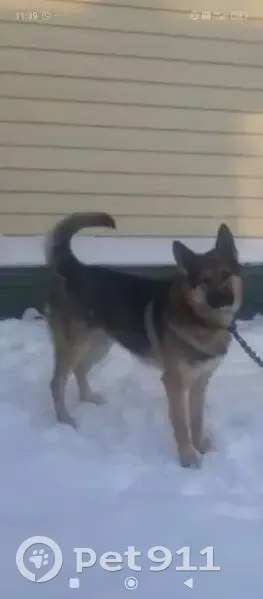 Пропала собака, Корфовское, Ошейником 94 - photo