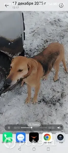 Пропала собака в Репьевке, Самарская обл. - photo