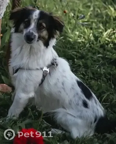 Пропала собака, ул. Ларина 21, Петропавловск - photo