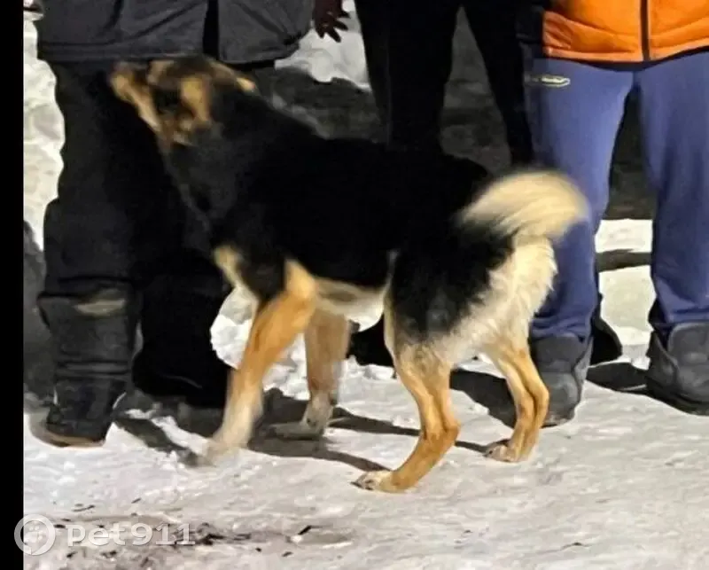 Пропала собака в районе Барыково, Рязань - photo