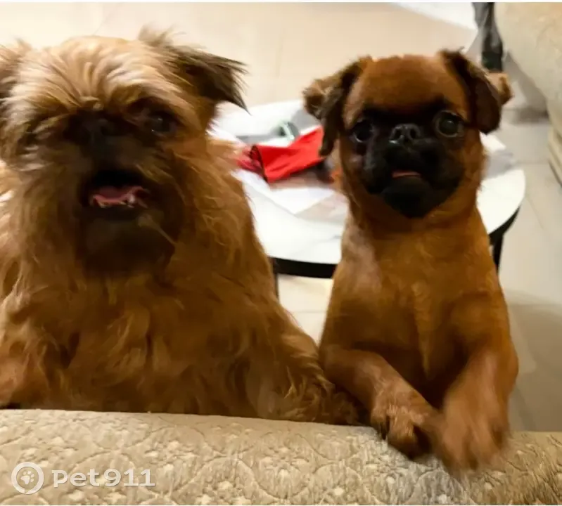 Пропали собаки в Грузино, Ленобласть - photo