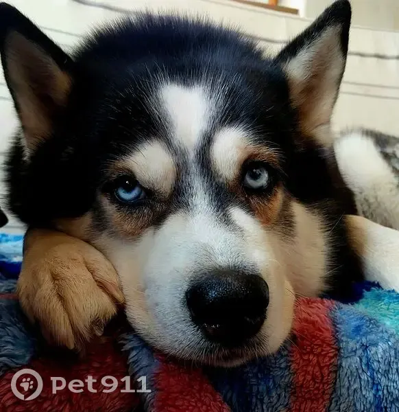 Пропала хаски, ул. Советской Армии, Барнаул - photo