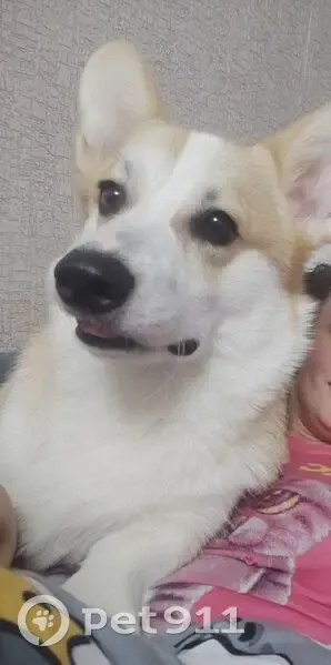 Пропала собака, Смоленская область - photo