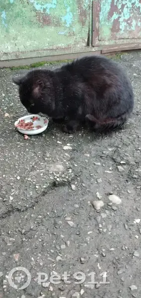 Кот найден: ул. 8 Марта, Ставрополь - photo