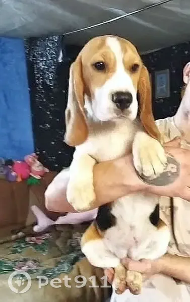 Пропала собака в Зубовке, Тульская обл. - photo