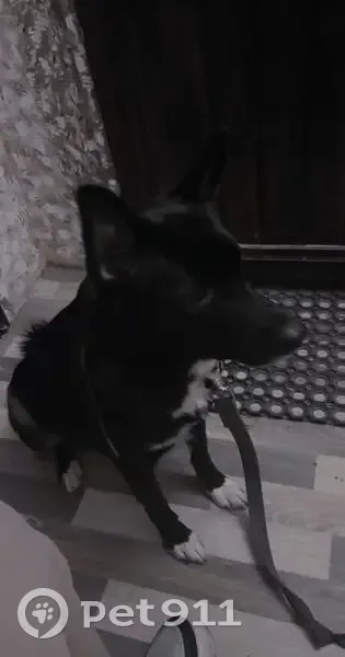 Пропала собака, Войсковицы, Ленобласть - photo