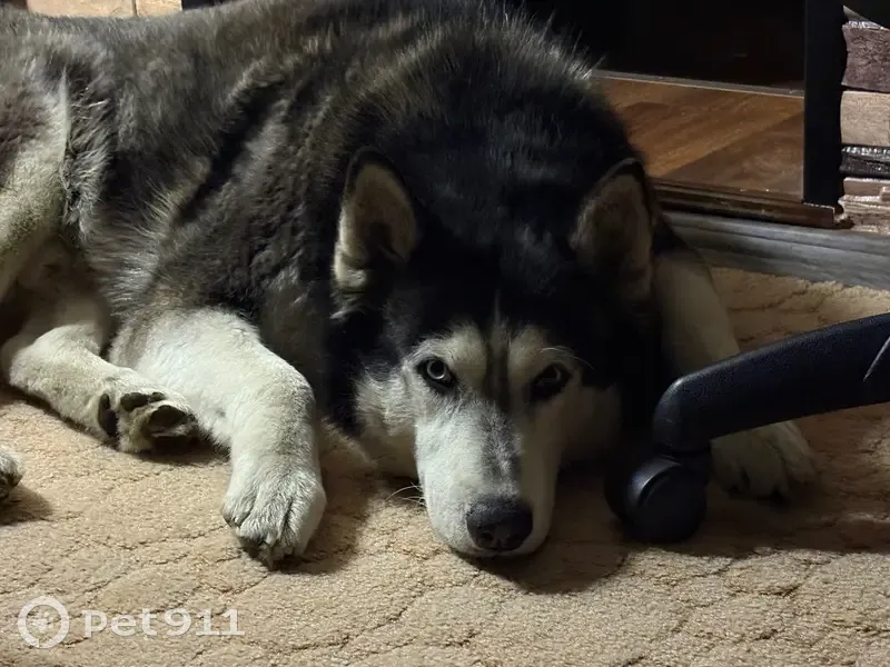 Пропал хаски, ул. Ломоносова, Мурманск - photo