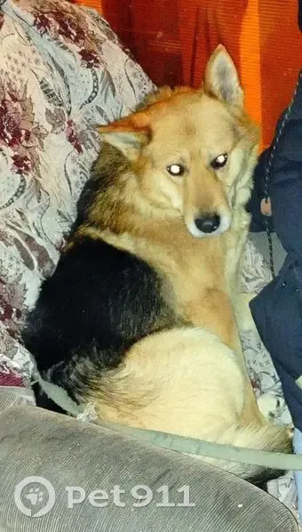 Пропала собака, ул. Свердлова 30, Тогучин - photo