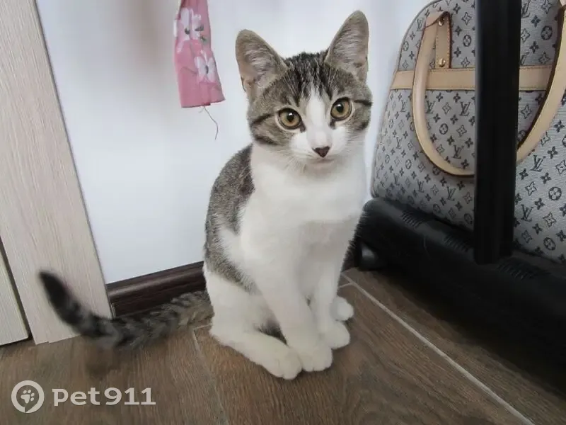 Пропала кошка Гуки, ул. Экодолье, Шолохово - photo