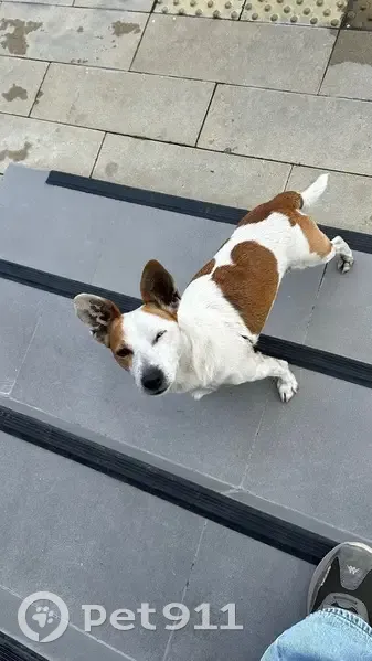 Собака найдена: ул. Акаций, 34 к8, Сириус - photo