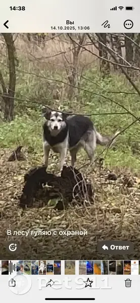 Пропала собака, Карамышевский с/с, Липецк - photo