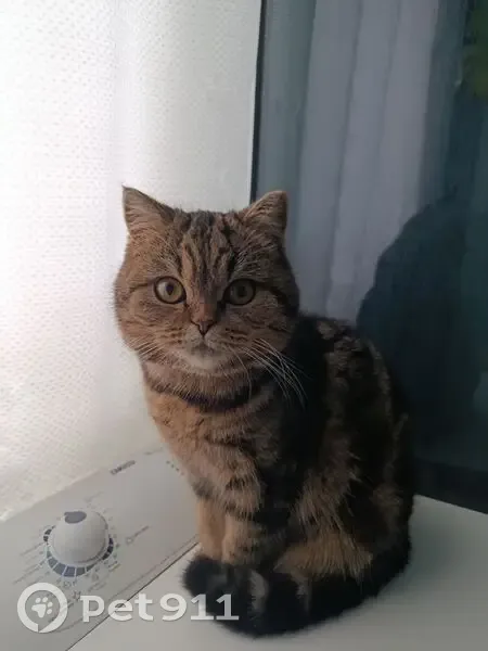 Пропала кошка, 2-я Пушкинская, 2, Шуя - photo