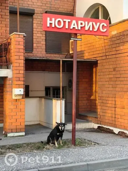 Пропала собака в Волгограде, помогите найти! - photo