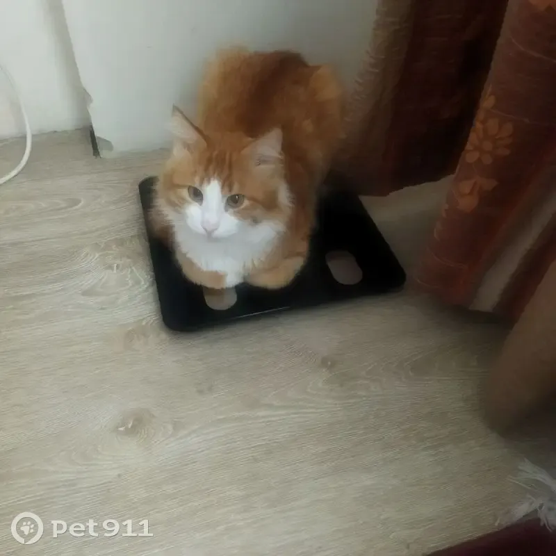 Пропала кошка, 2 Зеленый пер., 27а - photo