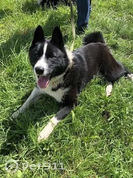 Пропала лайка, Красная ул. 8, Череповец - photo