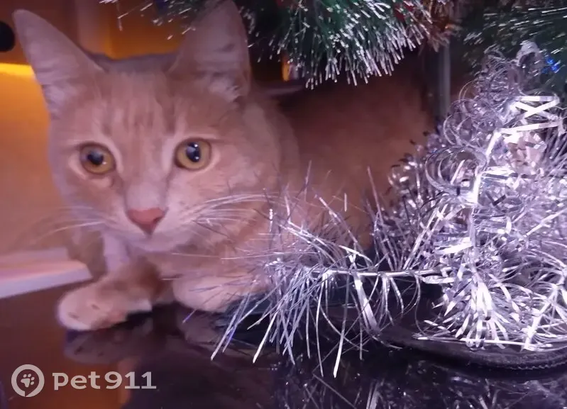 Пропала кошка, Бобруйская 4, Волгоград - photo