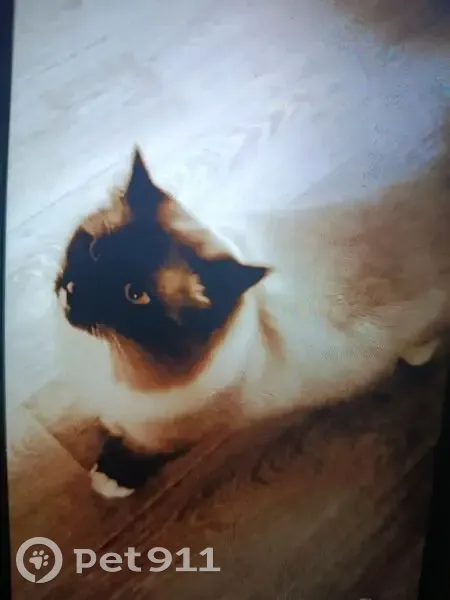 Пропала кошка, Оявойс, Карелия - photo