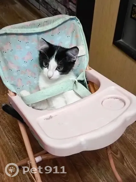 Пропал котёнок, Леваневского 21, Коломна - photo