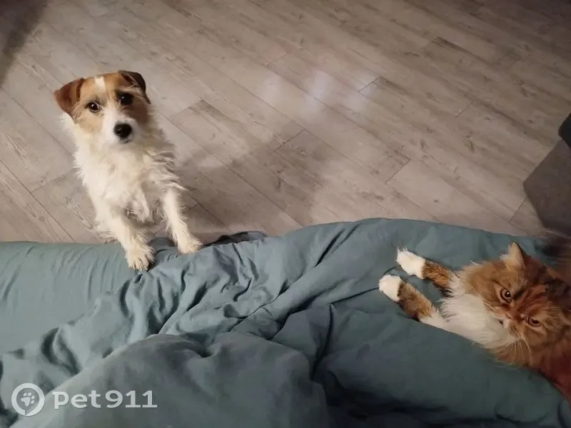 Пропала собака Сэнди, Ясная Поляна 41 - photo