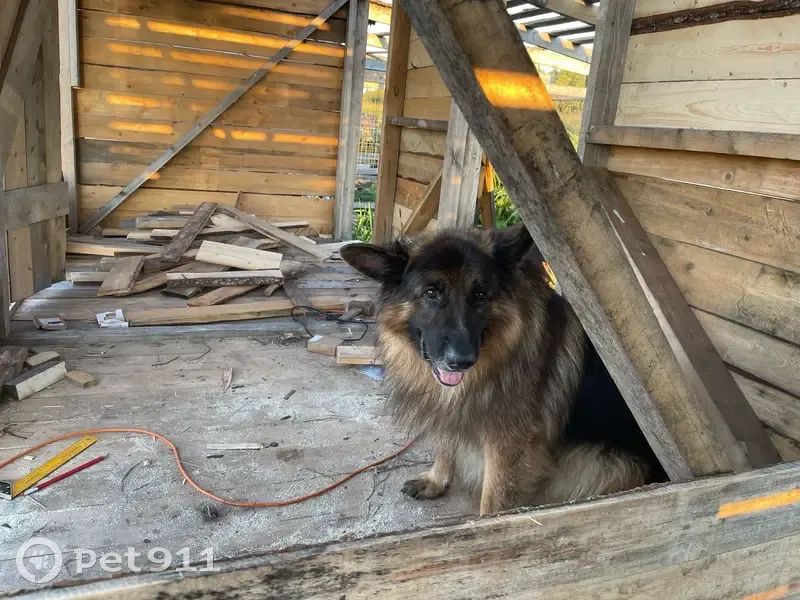 Пропала собака, Повракульская, Архангельск - photo