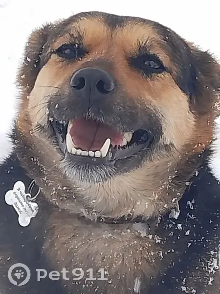 Пропала собака на ул. Монтажников, Тамбов - photo