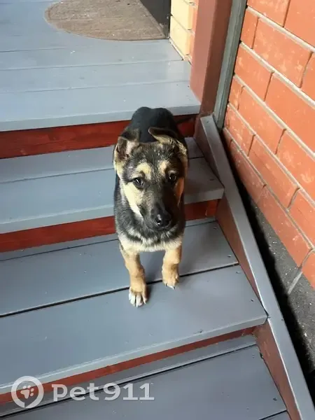 Щенок найден в Самохваловке, Уфа - photo