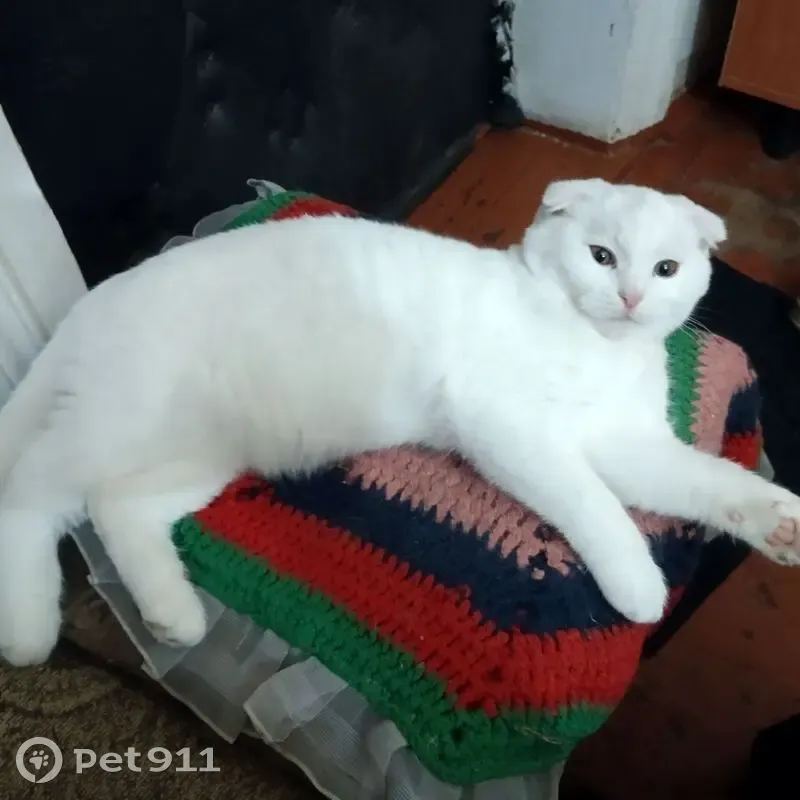 Пропала белая кошка на Аббасова, 8 - photo