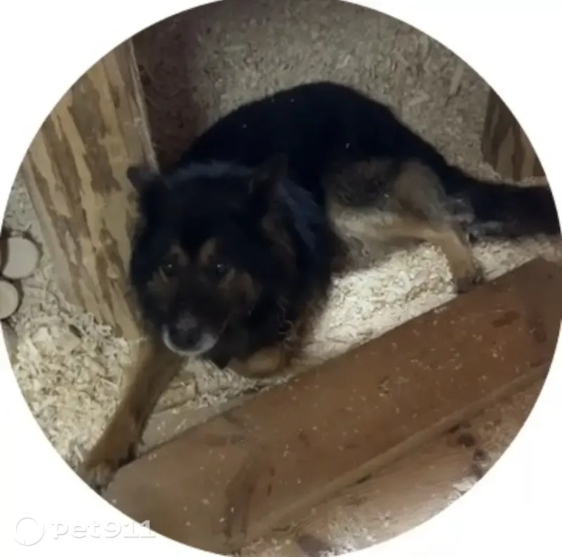 Пропала собака, Молодёжная ул., Полховский - photo