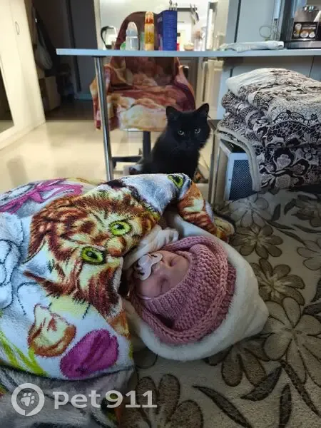 Пропала черная кошка, Современная 3, Киров - photo