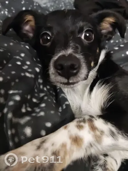 Пропала собака, ул. Энергетиков 5, Мыски - photo