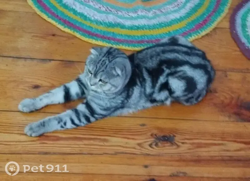 Пропала кошка, Школьная 8, Ишимбай - photo