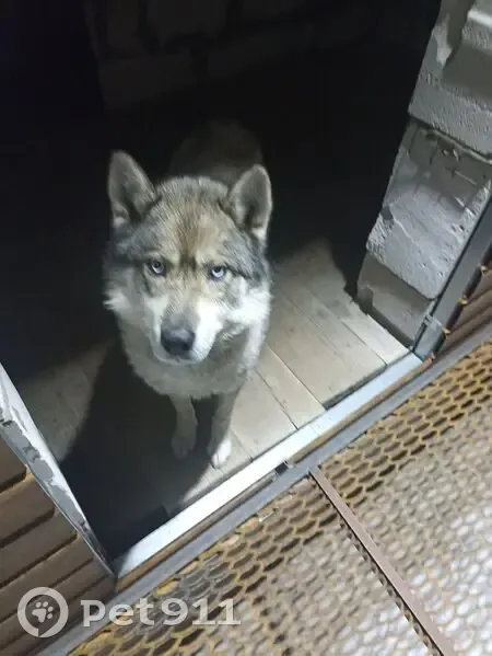 Пропала собака: Геологическая 10, Вознесенский - photo