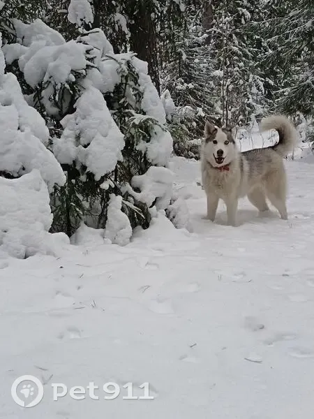 Пропала собака на лыжной трассе, Свердловск - photo