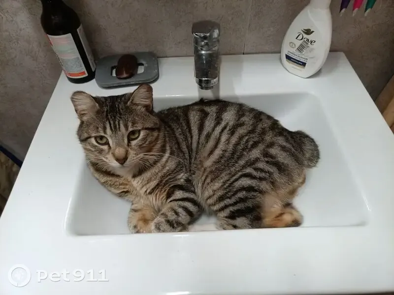 Пропала кошка, 119 Картино - photo