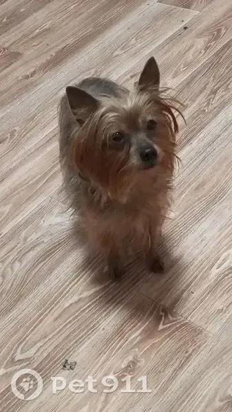 Пропала собака, Зареченская 6 к2, Орёл - photo