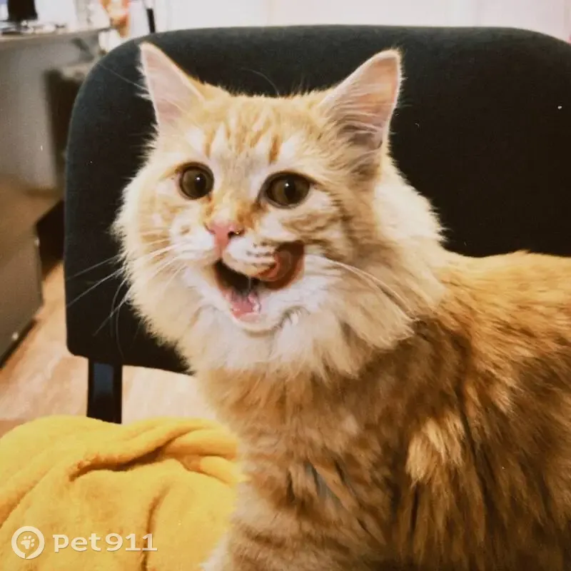 Пропала кошка: Волжский, Комсомольская 1 - photo