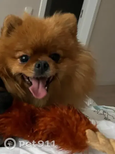 Пропала собака, Щепкин, Ростовская обл. - photo