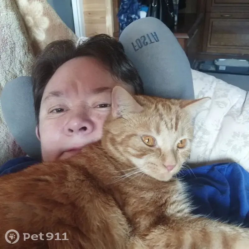 Пропала рыжая кошка, Жуков, 4-я Родниковая - photo