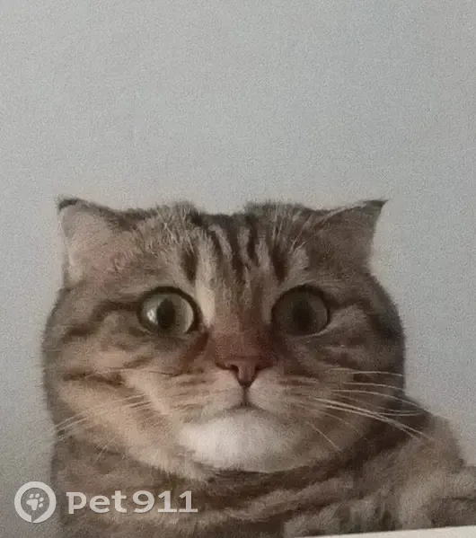 Пропала кошка, Новочерёмушкинская 40 к1 - photo