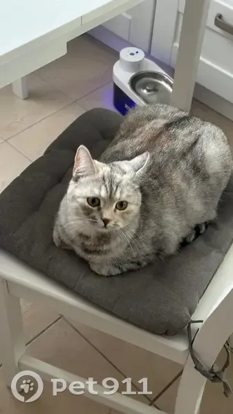 Пропала кошка, ул. Фрунзе 104, Батайск - photo