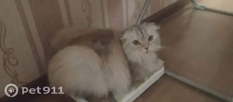 Пропала кошка в Варне, Челябинская обл. - photo